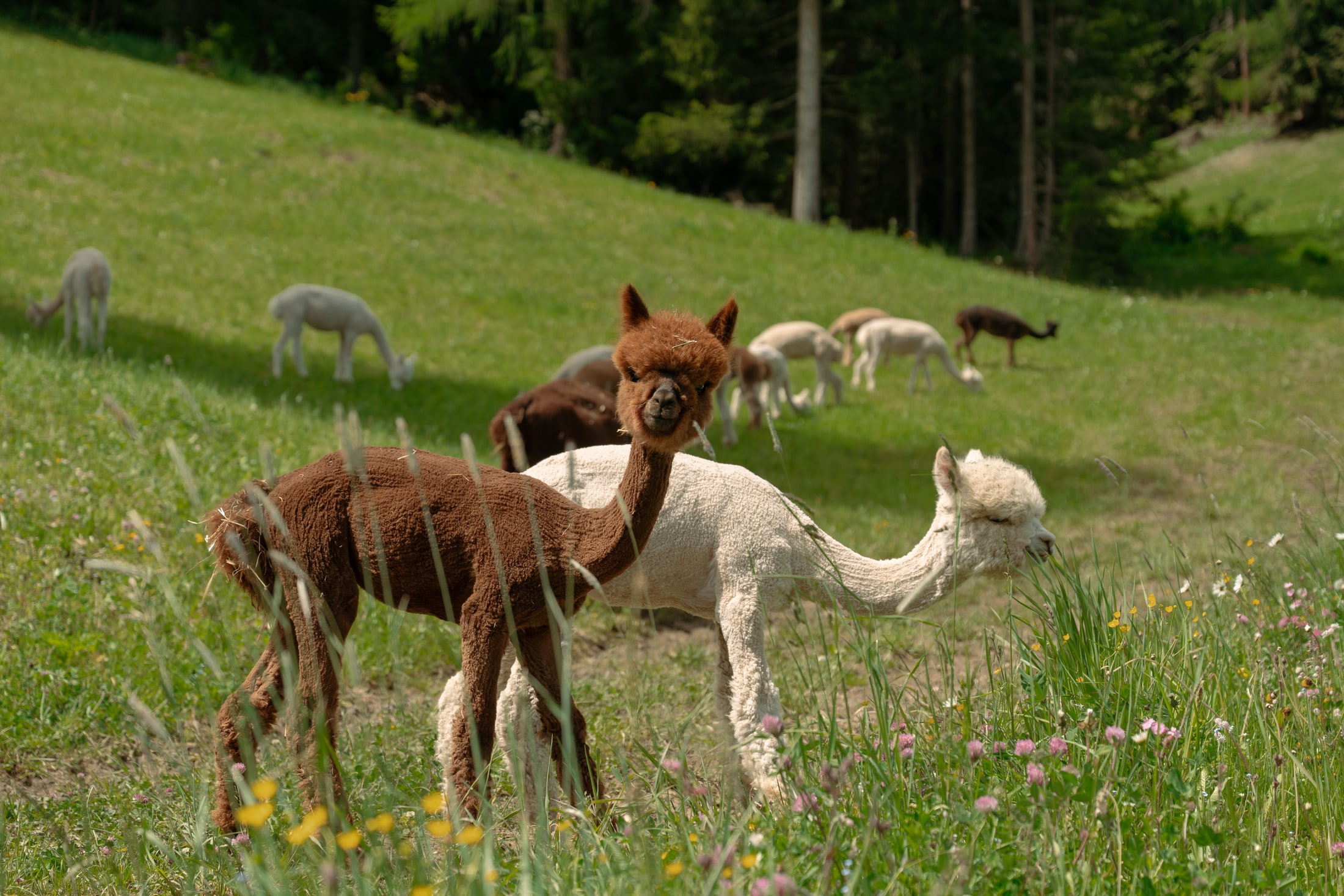 Presenza degli alpaca di Planat nel pascolo.