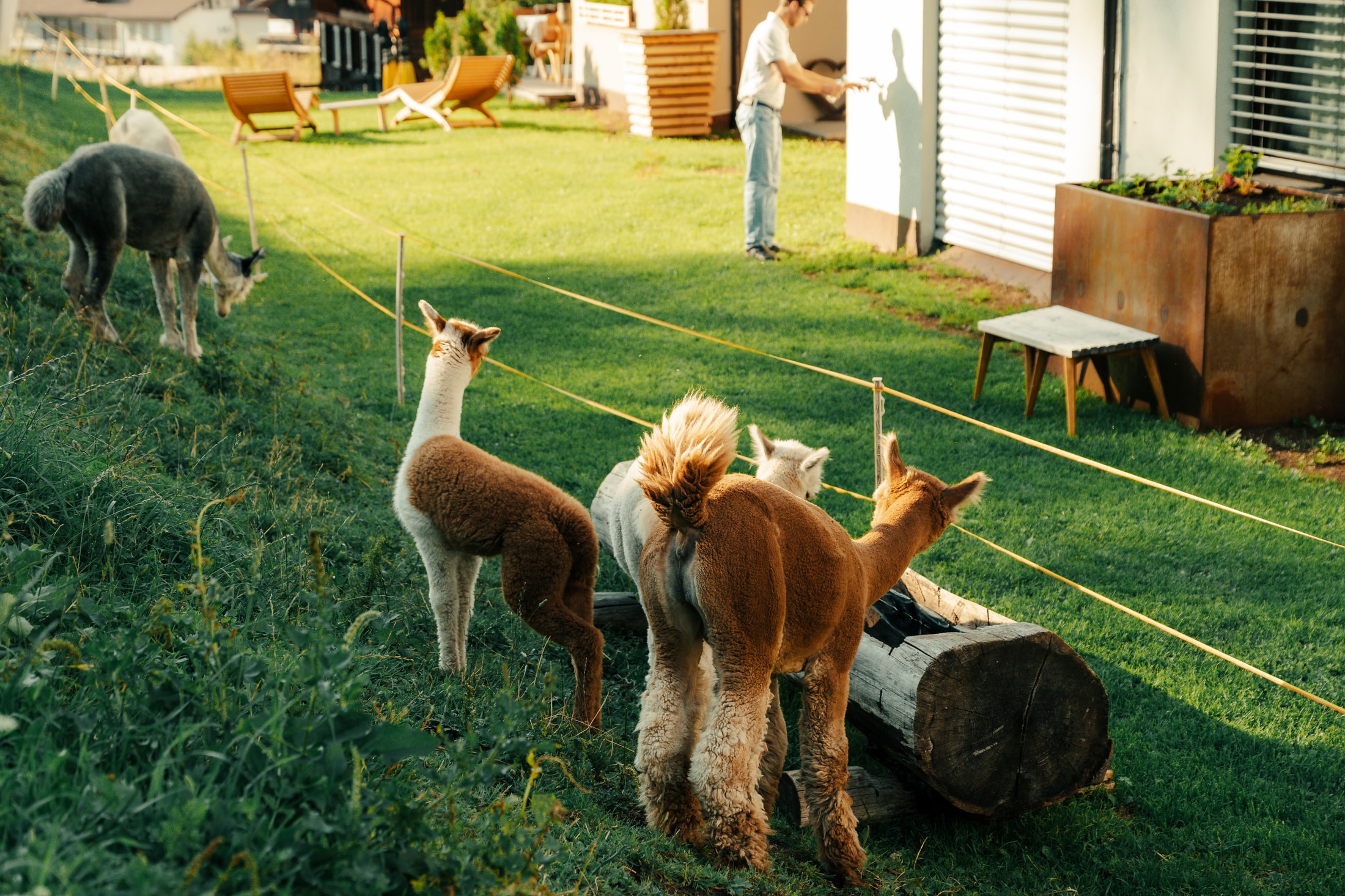 Alpaca di Planat al tramonto, con la casa sullo sfondo.
