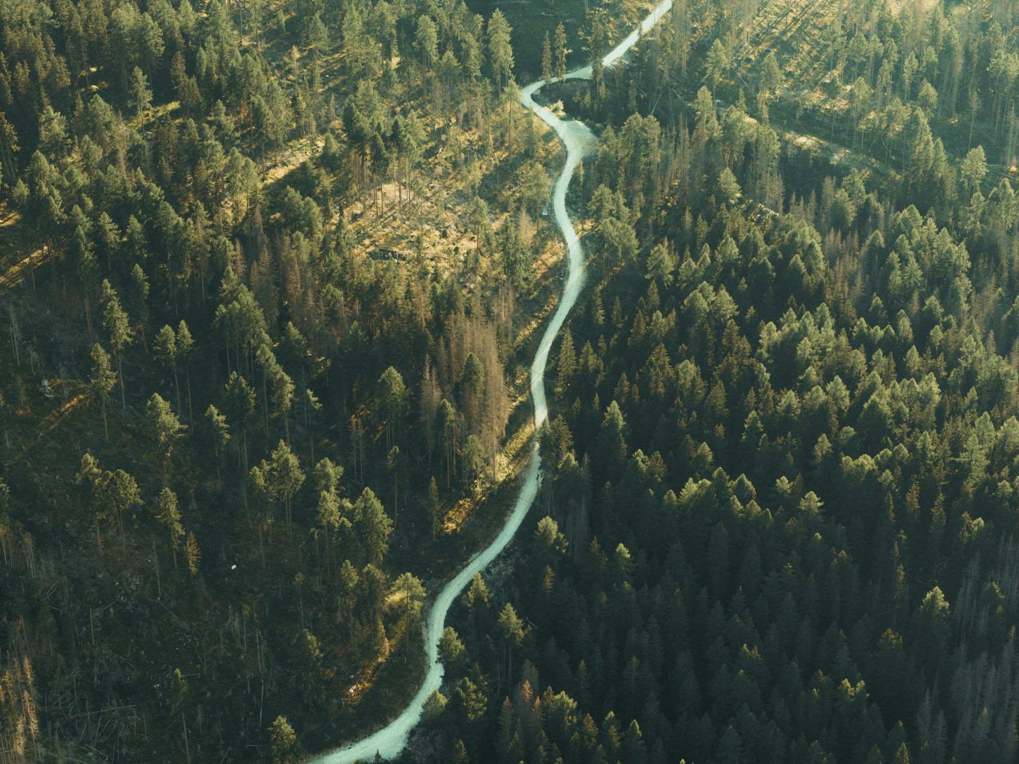 Strada forestale tra i boschi, vista dall’alto.