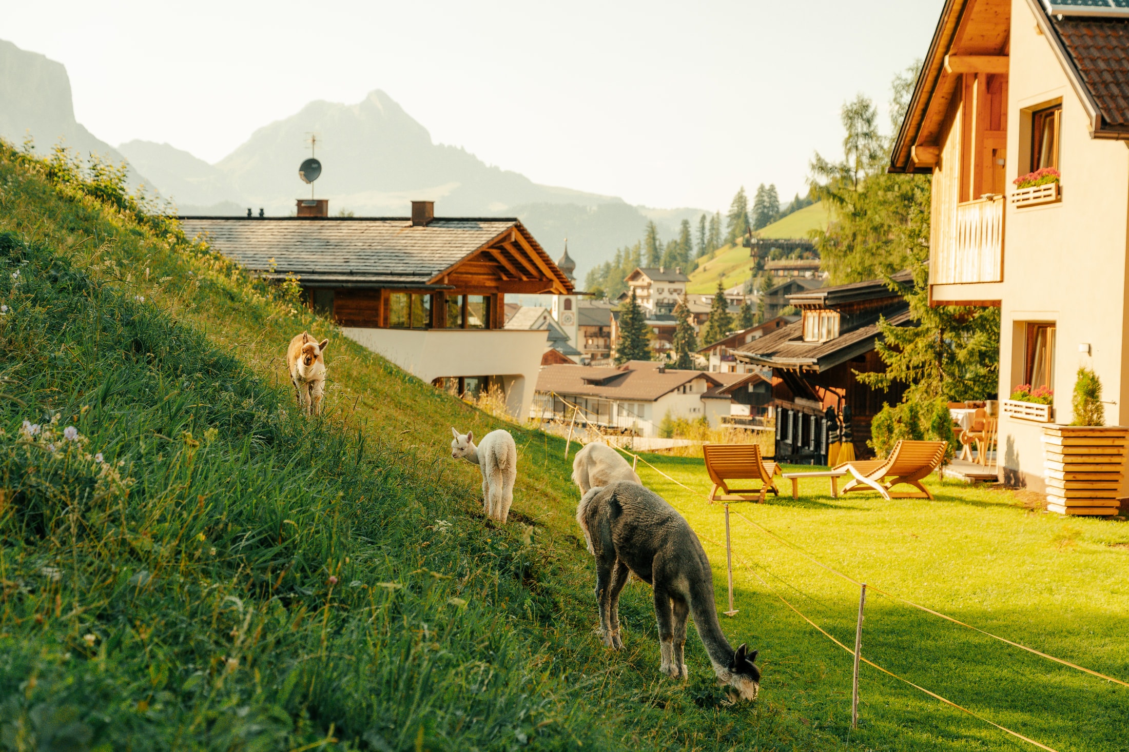 Alpakas von Planat mit Haus und Dorf im Hintergrund.