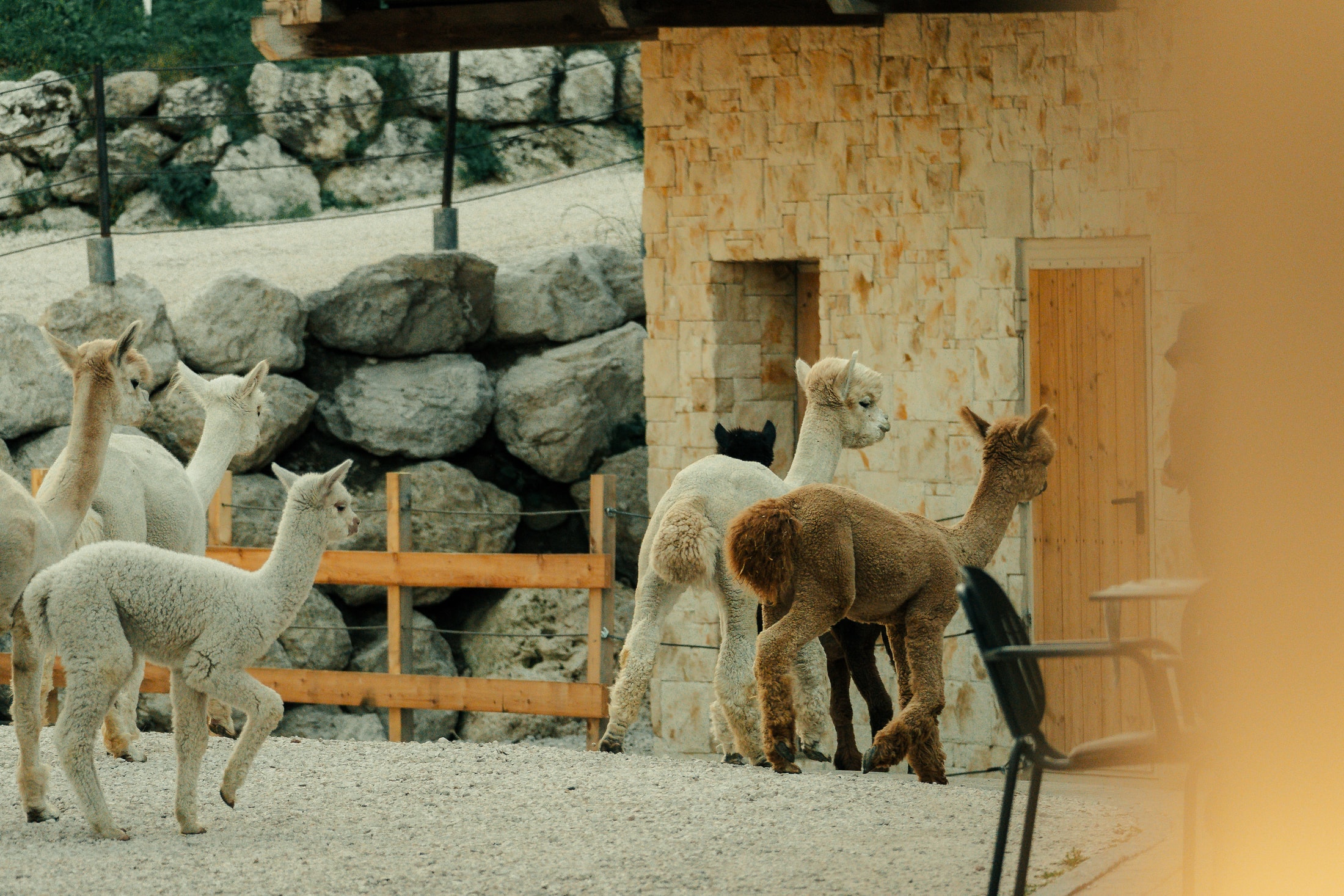 Alpaca bianchi e marroni sulla ghiaia davanti a un edificio in pietra.